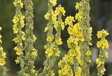 Sığır Kuyruğu Özellikleri ve Faydaları Nelerdir?