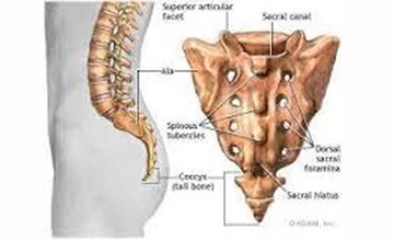 Kuyruk Kemiği Ağrısı Belirtileri ve Tedavisi